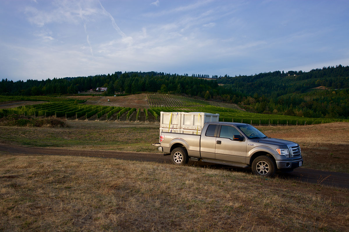 1.5 tons of our Pinot